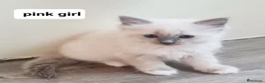 Ragdoll 5