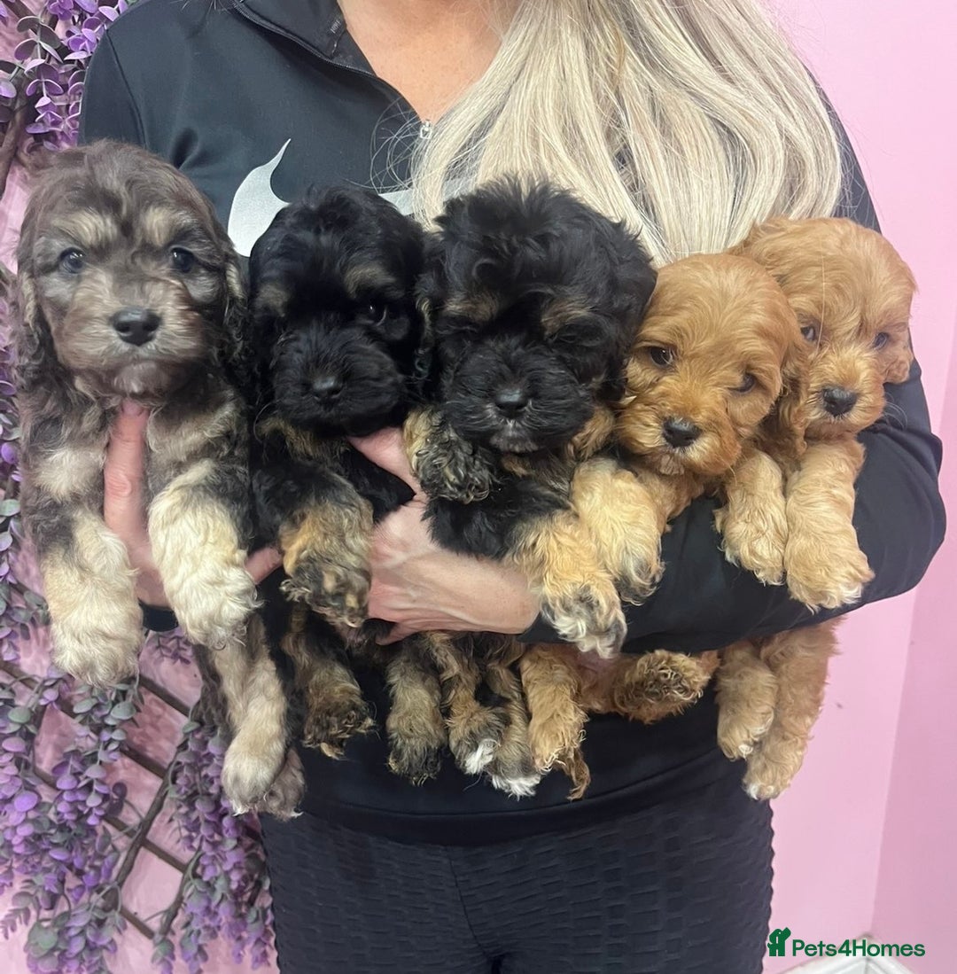 Cavapoo dogs for sale: Cavapoos f1 boys and girls  - Advert 1