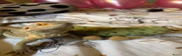 Bearded Dragon reptiles for sale: 2 bearded dragons for sale in Dereham - Advert 14