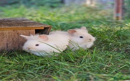 Lionhead rabbits for sale: 3 Beautiful Lion Head Babies - Image 8