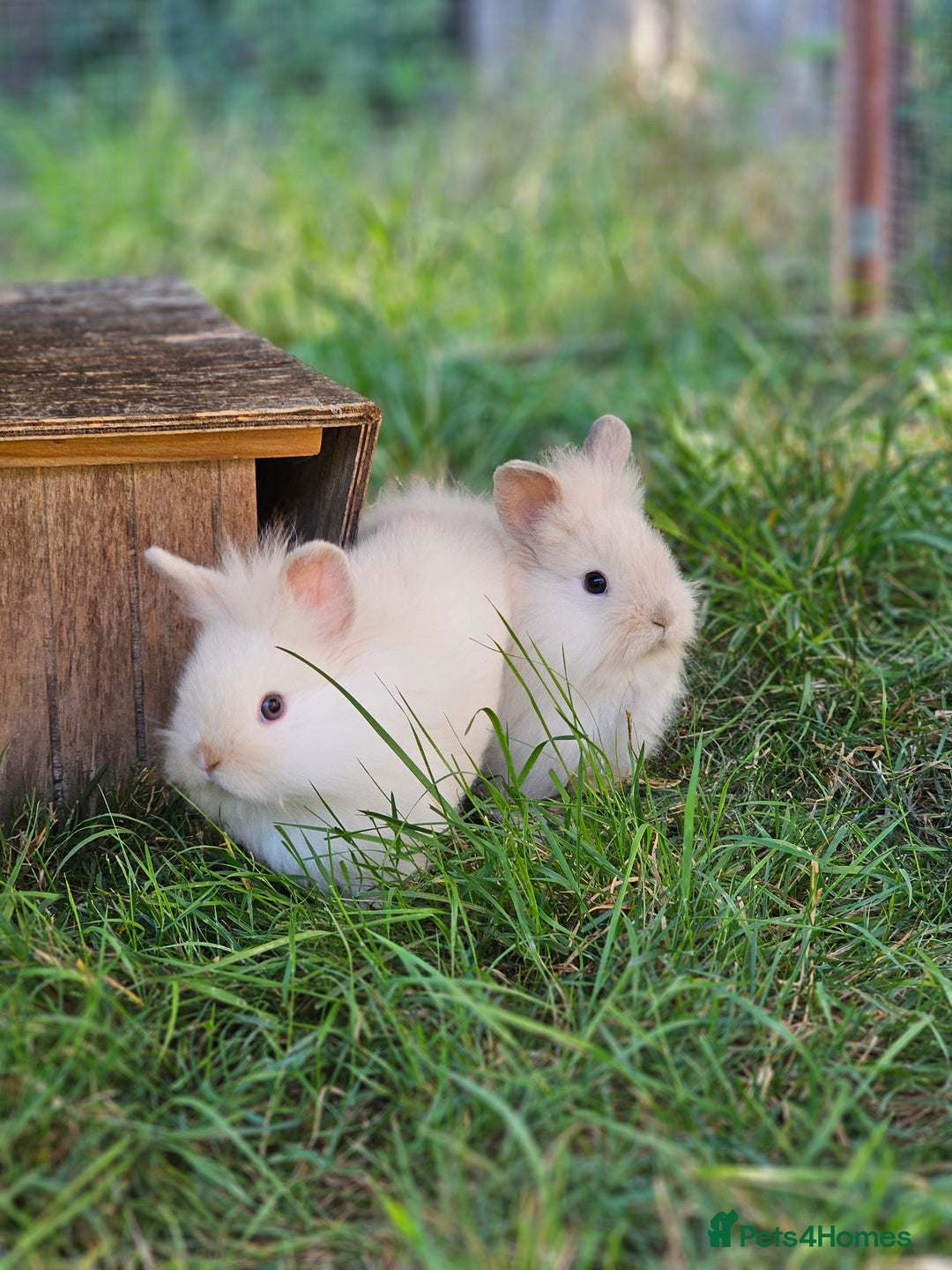 Lionhead rabbits for sale: 3 Beautiful Lion Head Babies - Image 8