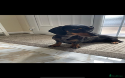 Dachshund dogs for sale: Chocolate tan male dachshund puppy - Image 15
