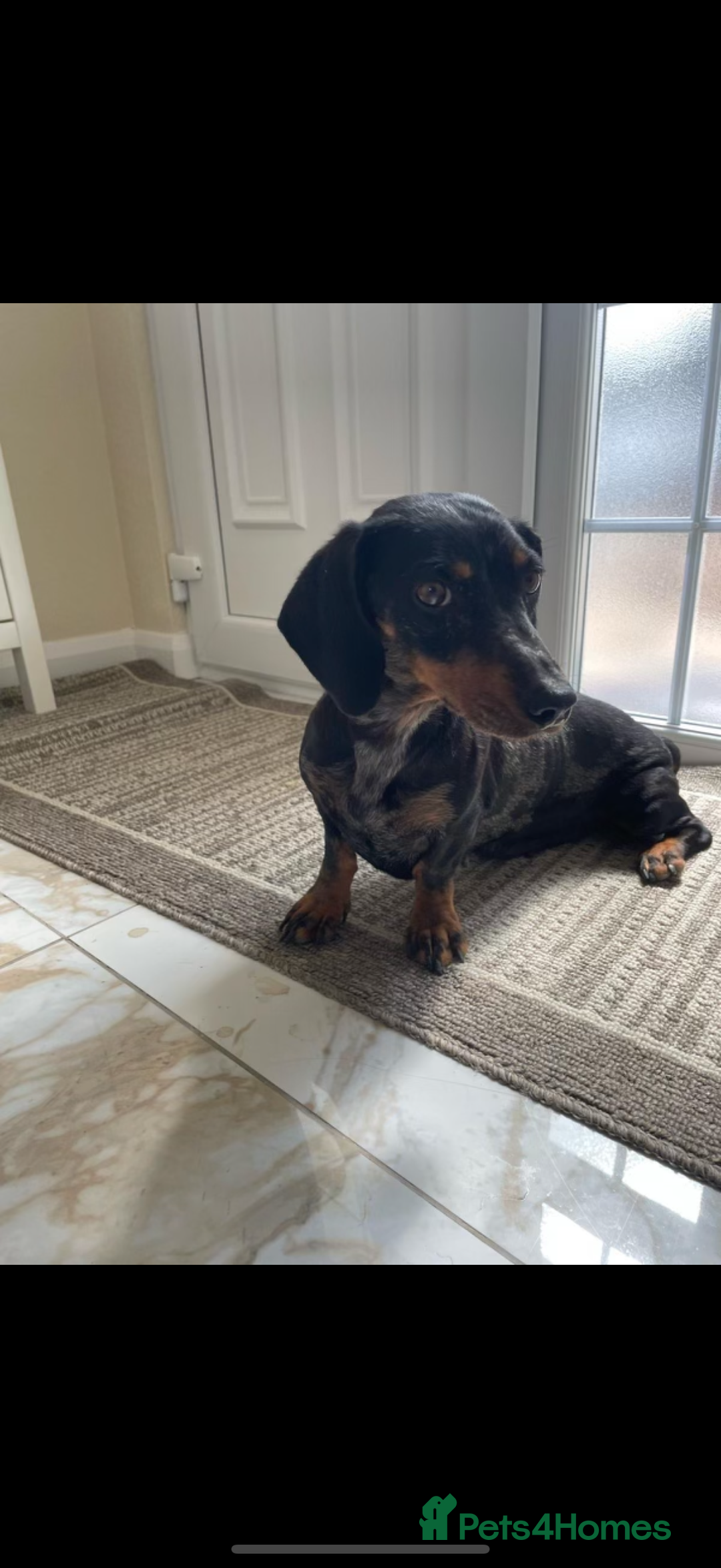 Dachshund dogs for sale: Chocolate tan male dachshund puppy - Image 15