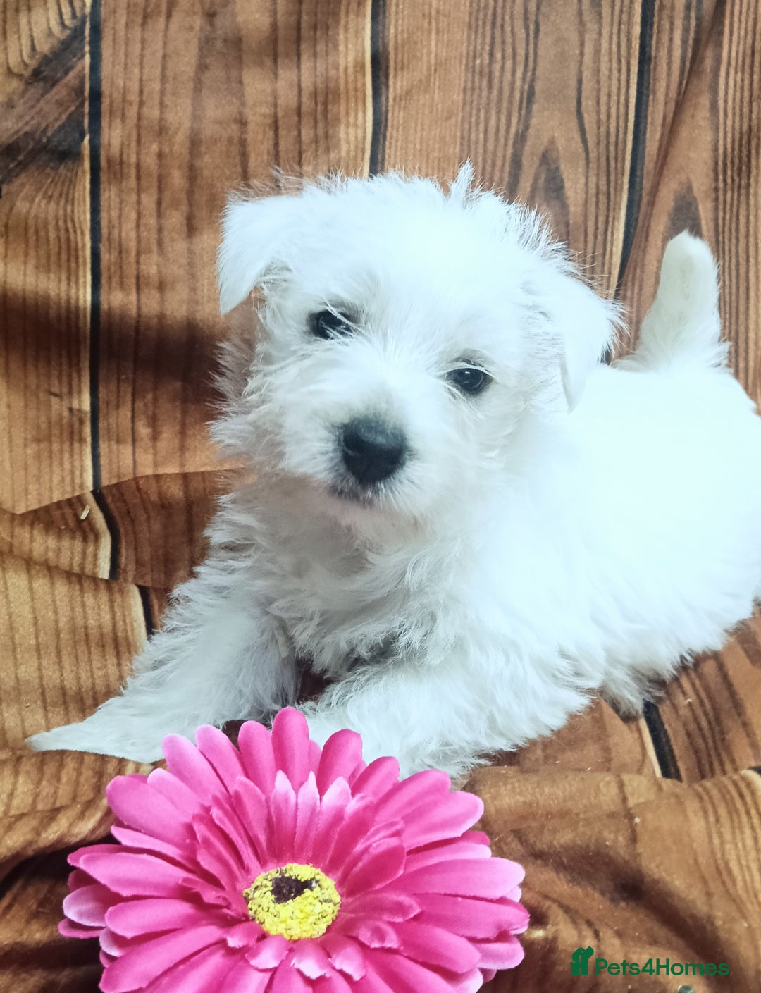 West Highland Terrier dogs for sale: Beautiful Westie Pups looking for forever homes 💞 - Image 7