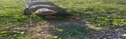Dachshund dogs for sale: Dachshund  in Swadlincote - Advert 20