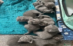 Scottish Fold cats for sale: Beautiful Scottish folds and straights kittens🎀 - Image 2