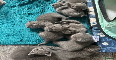 Scottish Fold cats - Advert 5