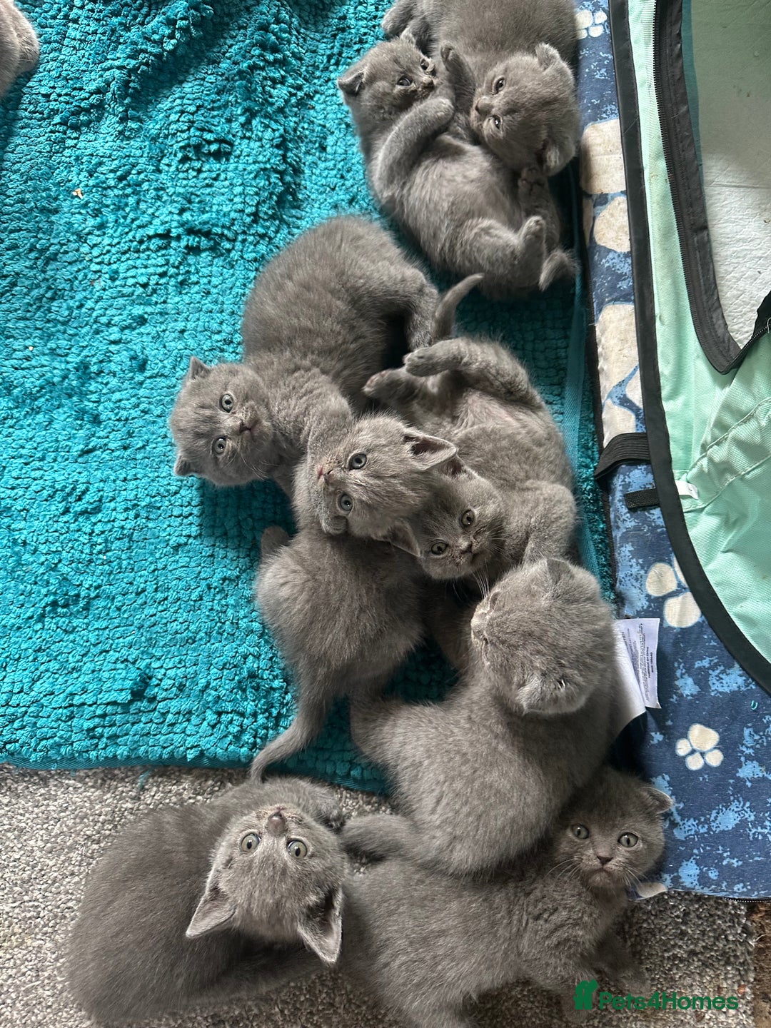 Scottish Fold cats for sale: Beautiful Scottish folds and straights kittens🎀 - Image 2