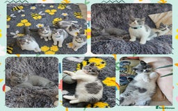 British Shorthair cats for sale: Tica registered british shorthair kittens - Image 10