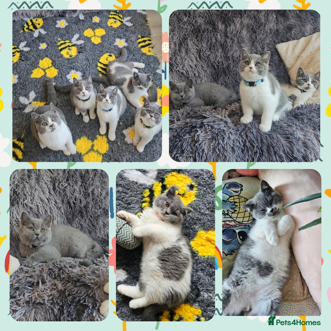 British Shorthair cats for sale: Tica registered british shorthair kittens - Image 10