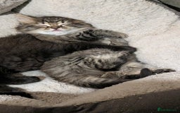 Scottish Fold cats for sale: 2 beautiful Scottish fold  - Image 2