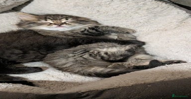 Scottish Fold cats - Advert 2