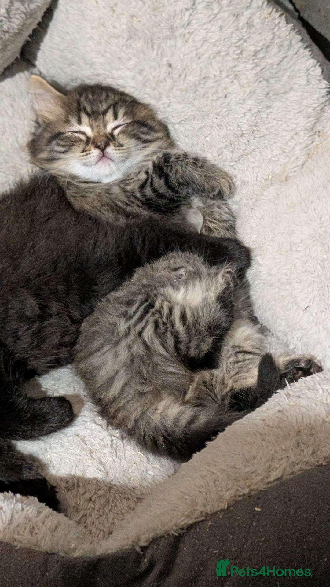 Scottish Fold cats for sale: 2 beautiful Scottish fold  - Image 2