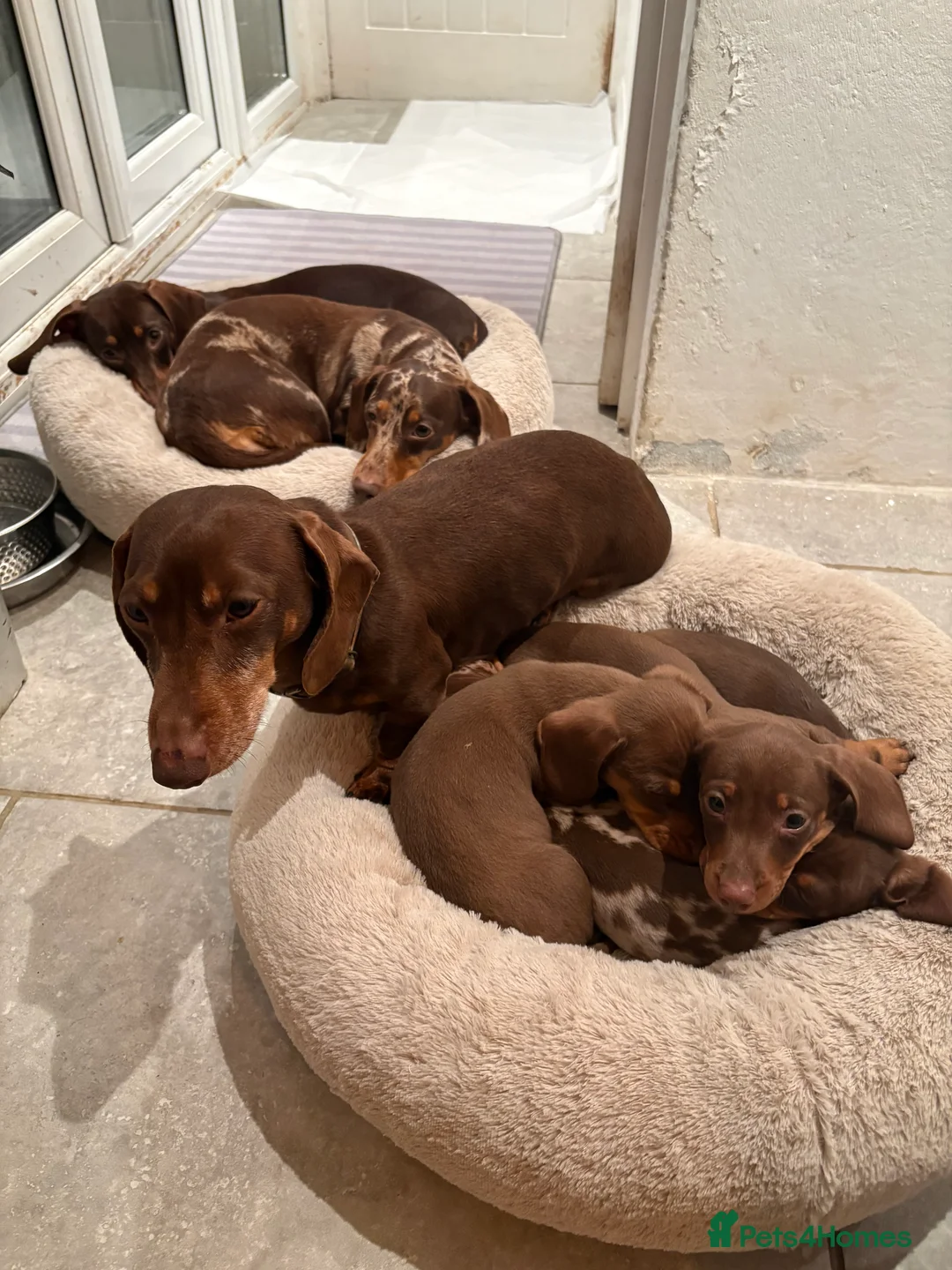 Miniature Dachshund dogs for sale: Perfect Miniature Dacshunds London/Kent - Advert 2