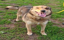 Mixed Breed dogs for adoption: 💙🐶 SIRKO 🐶💙 - Image 9