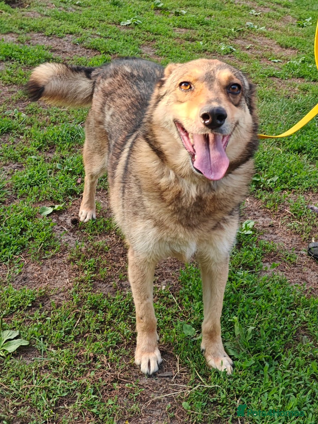 Mixed Breed dogs for adoption: 💙🐶 SIRKO 🐶💙 - Image 9