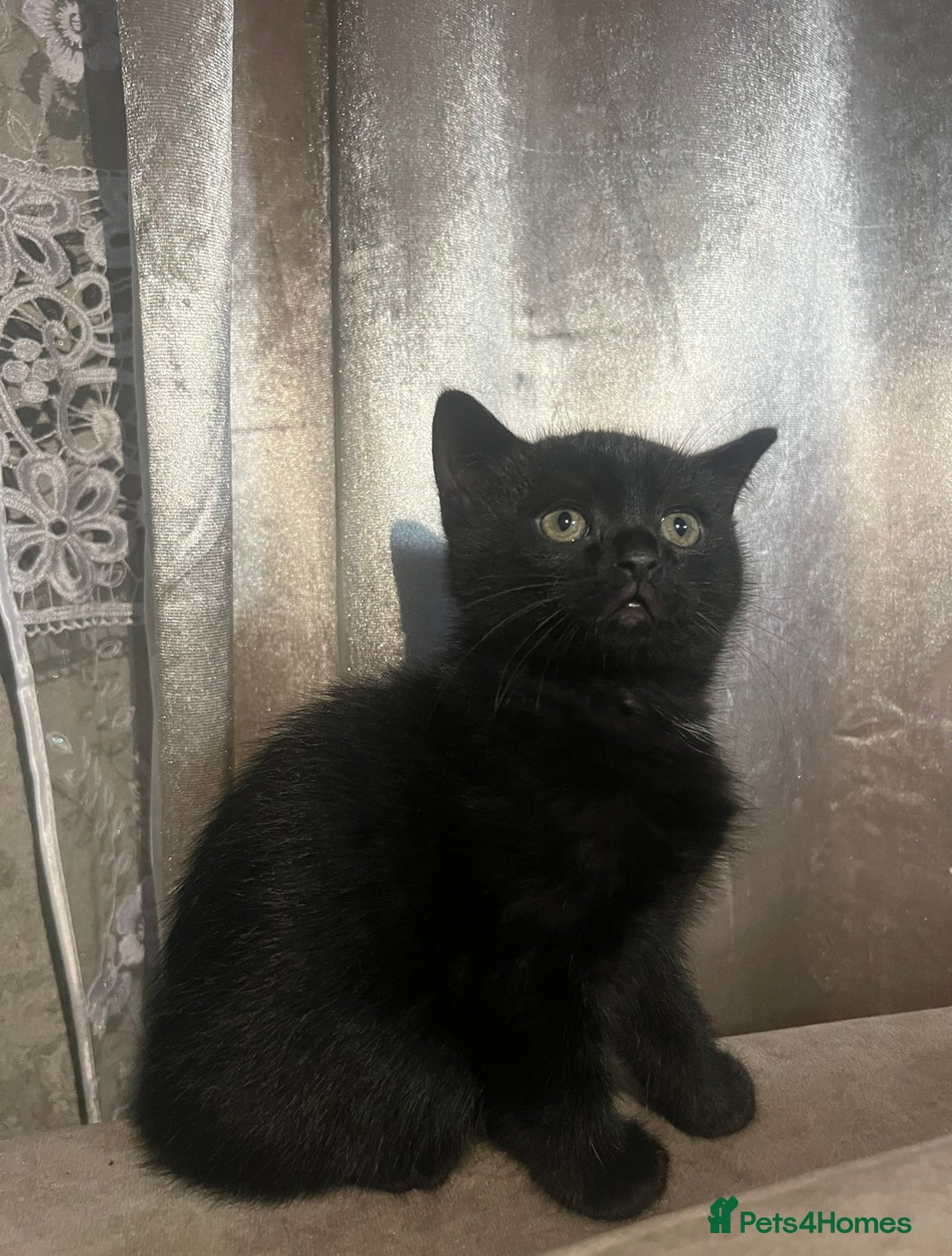 Scottish Fold cats for sale: Beautiful Scottish Fold/Straight kittens  - Advert 4