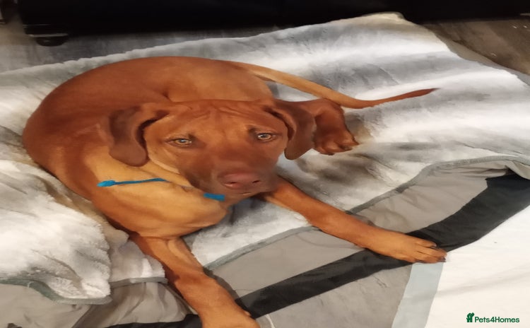Rhodesian Ridgeback dogs - Advert 10