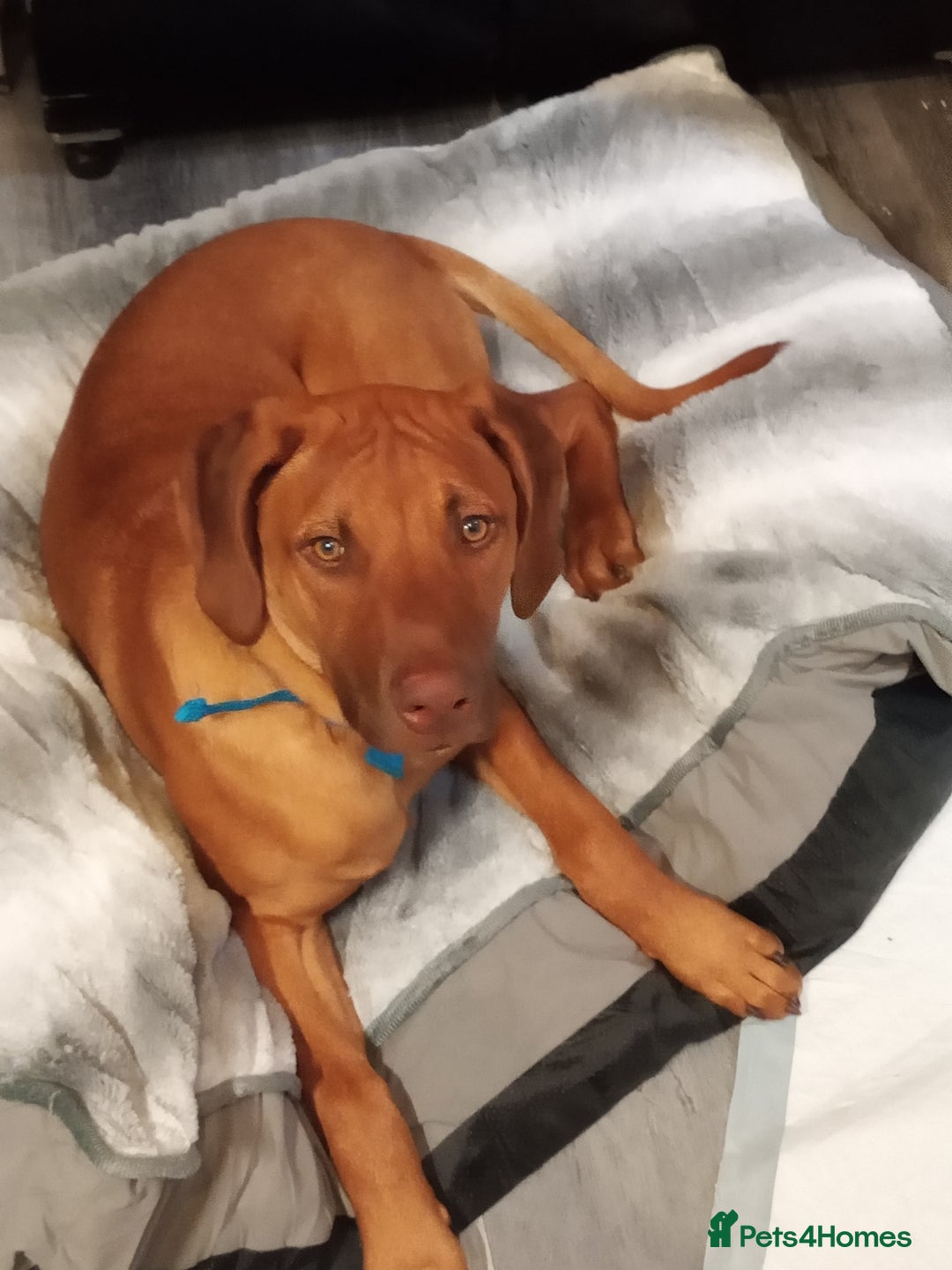 Rhodesian Ridgeback dogs for sale: Ridgeless Rhodesian Ridgeback Puppies For Sale - Image 1