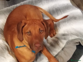 Rhodesian Ridgeback dogs - Advert 9