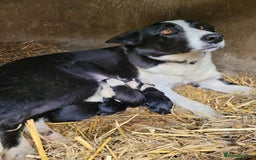 Border Collie dogs for sale: collie pups for working homes - Advert 12