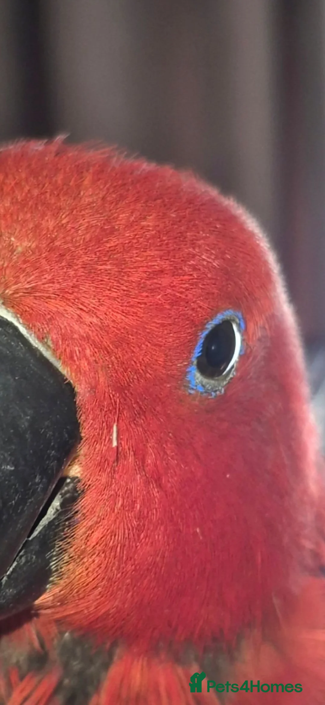 Parrots birds for sale: Eclectus female - Advert 2