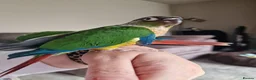Conures birds for sale: Beautiful fully hand reared conures  - Advert 7