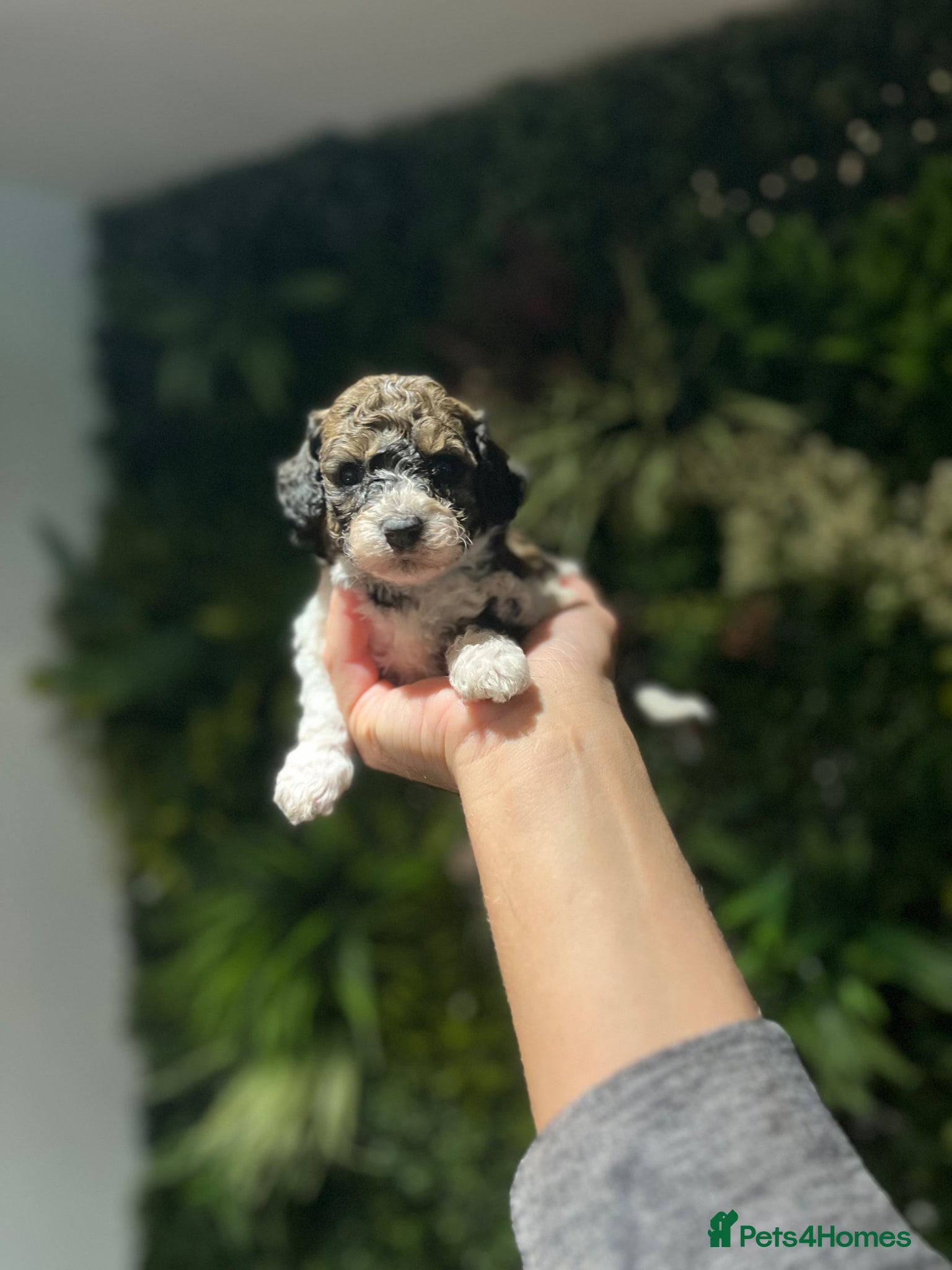 Cavapoo dogs 5 star rated ⭐️⭐️⭐️⭐️⭐️ TOY cavapoo puppies  - Advert 1