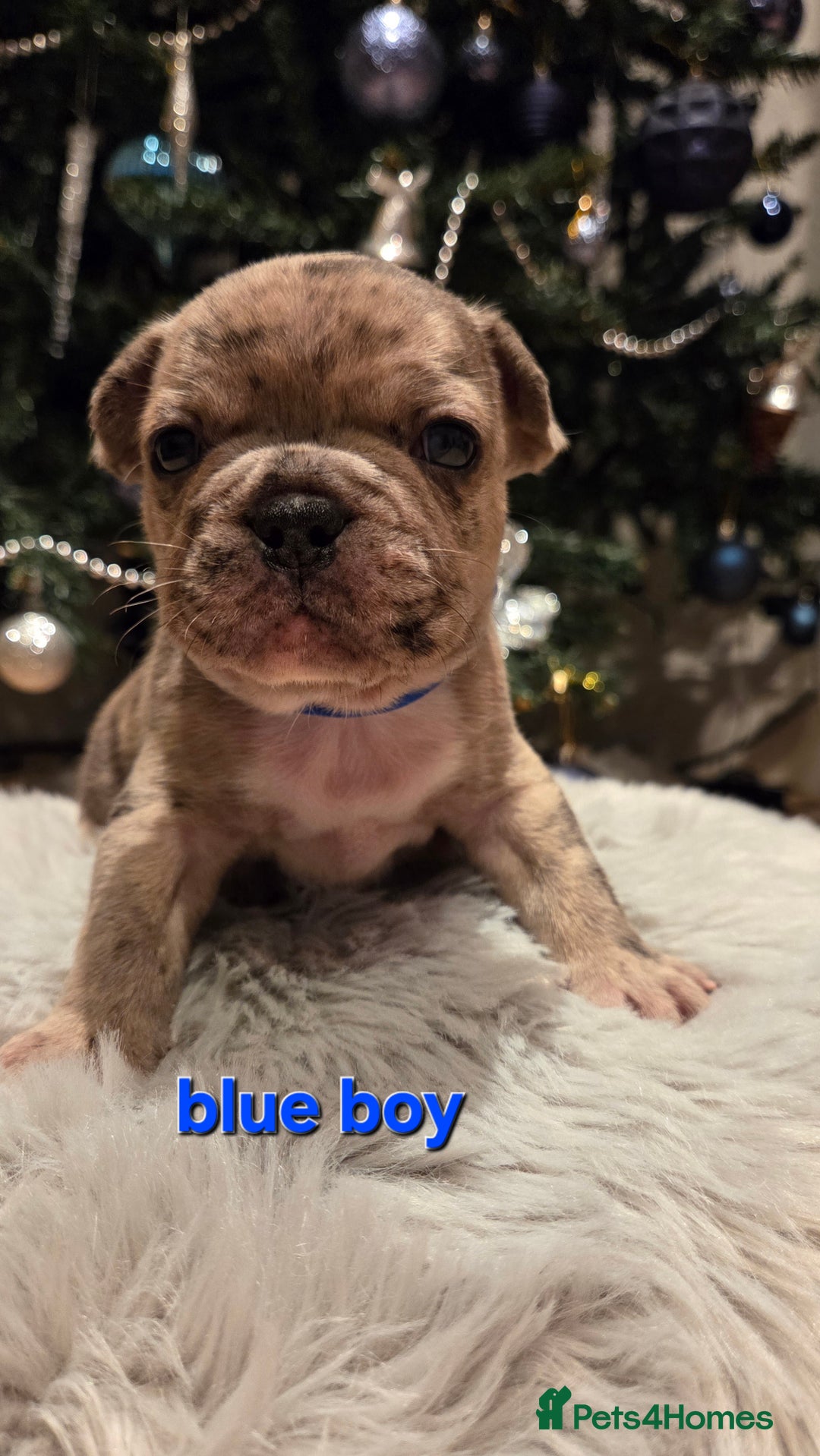 French Bulldog dogs for sale: Adorable French Bulldog puppies  - Advert 18