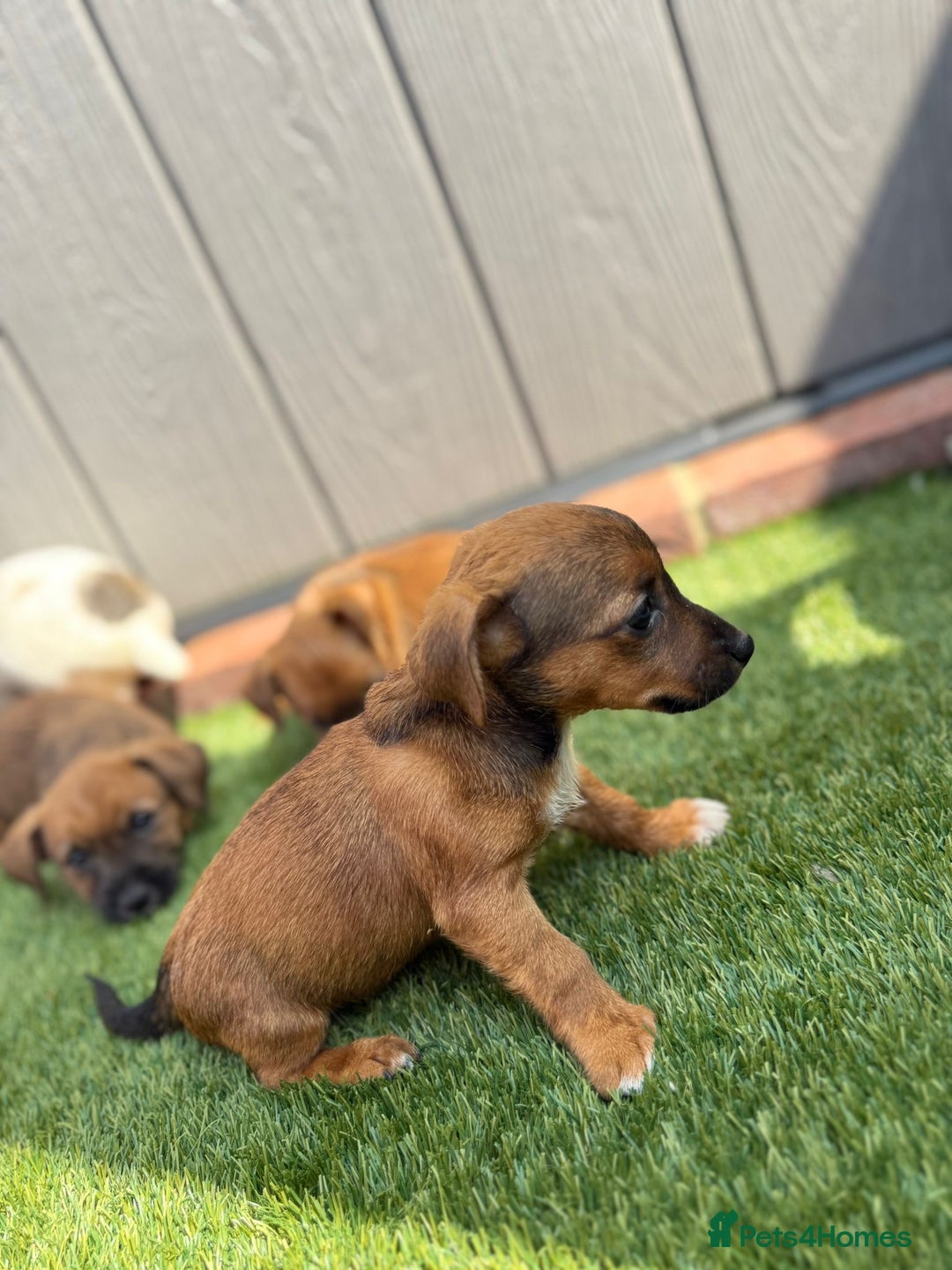 Jack Russell dogs for sale: Beautiful jack russel puppies  - Image 4
