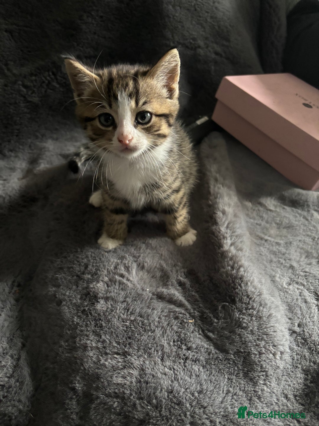 Mixed Breed cats for sale: Litter off 5 half bengal kittens  - Image 12