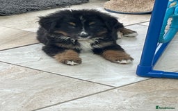 Bernese Mountain Dog dogs for sale: Boys and girls available.  - Image 14