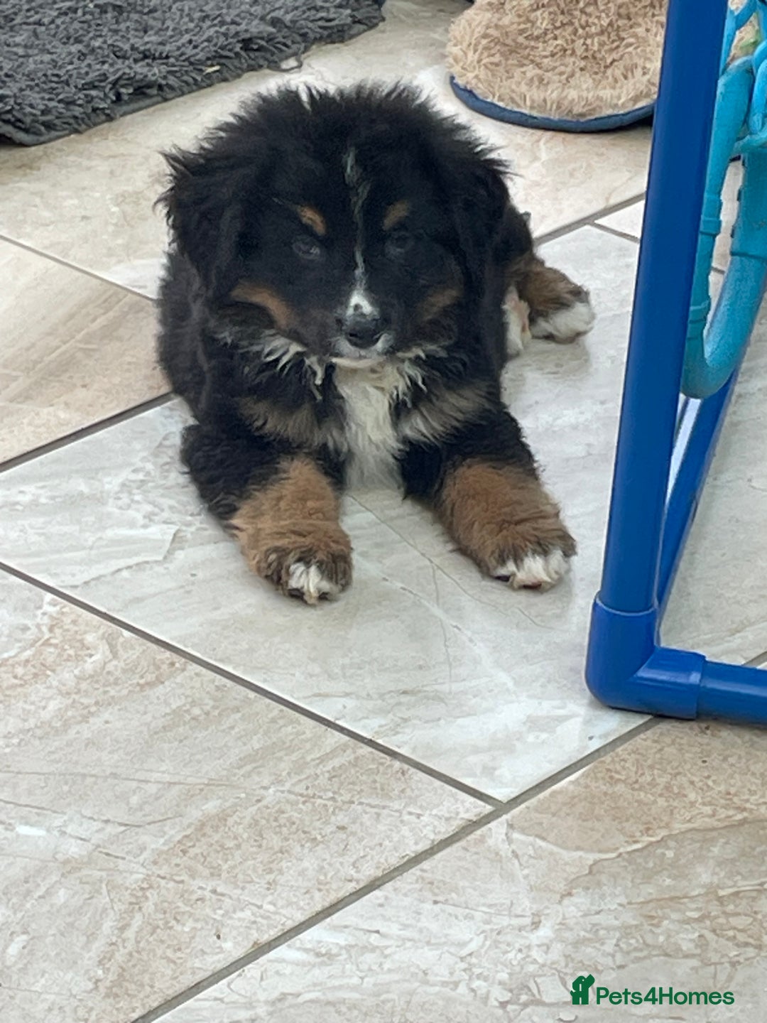 Bernese Mountain Dog dogs for sale: Boys and girls available.  - Image 14