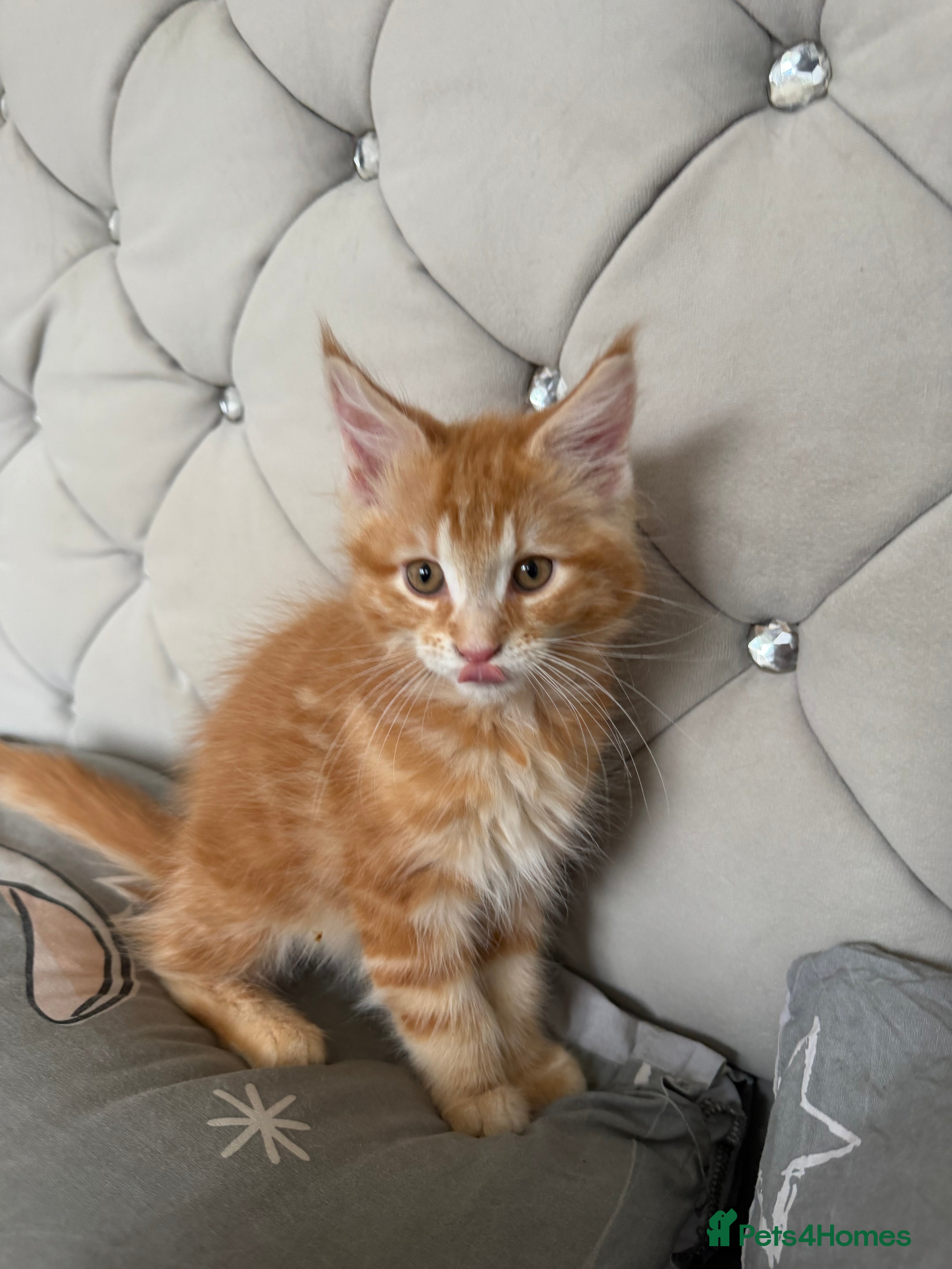 Maine Coon cats for sale: Maincoone Kittens  - Advert 8