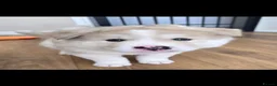 Mixed Breed dogs for sale: Two Beautiful AkitaMutes For Sale in Cirencester - Advert 10