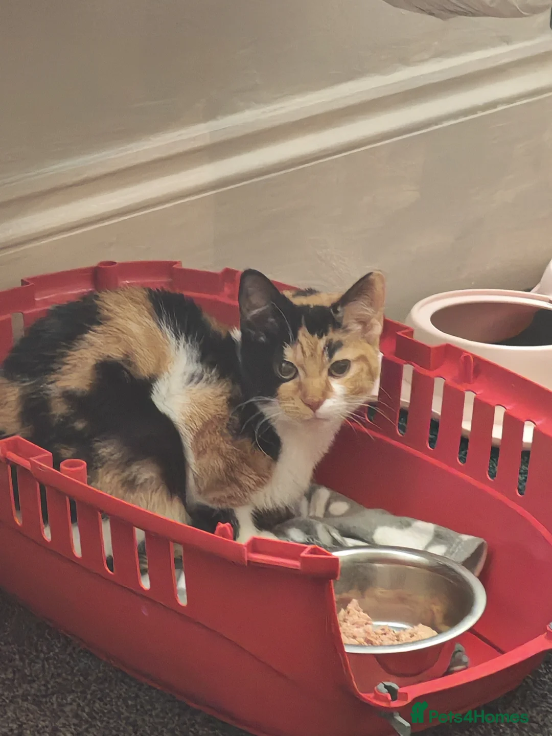 Mixed Breed cats for sale: Calico kitten, female - Advert 2