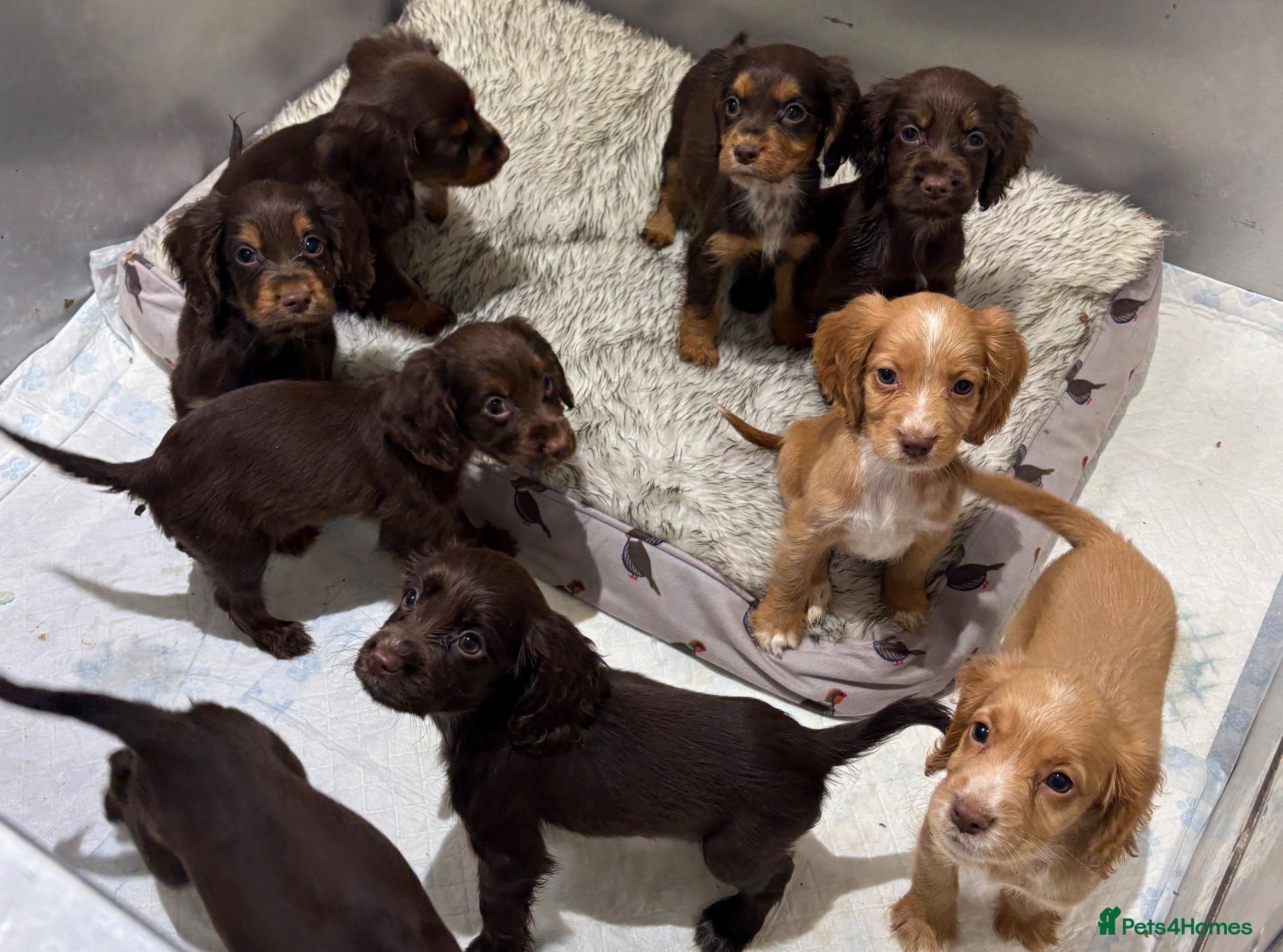 Cocker Spaniel dogs for sale: Beautiful kc working cocker spaniels  - Advert 1