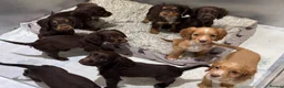 Cocker Spaniel dogs for sale: Beautiful kc working cocker spaniels  - Advert 1