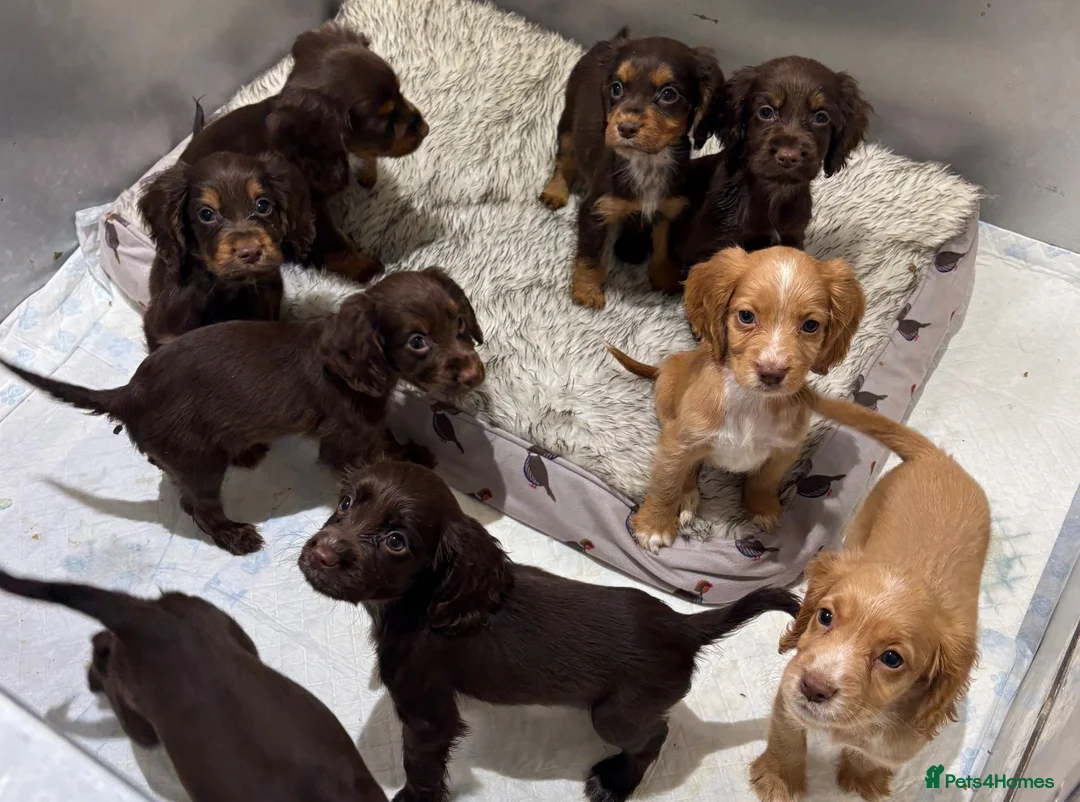 Cocker Spaniel dogs for sale: Beautiful kc working cocker spaniels  - Advert 1