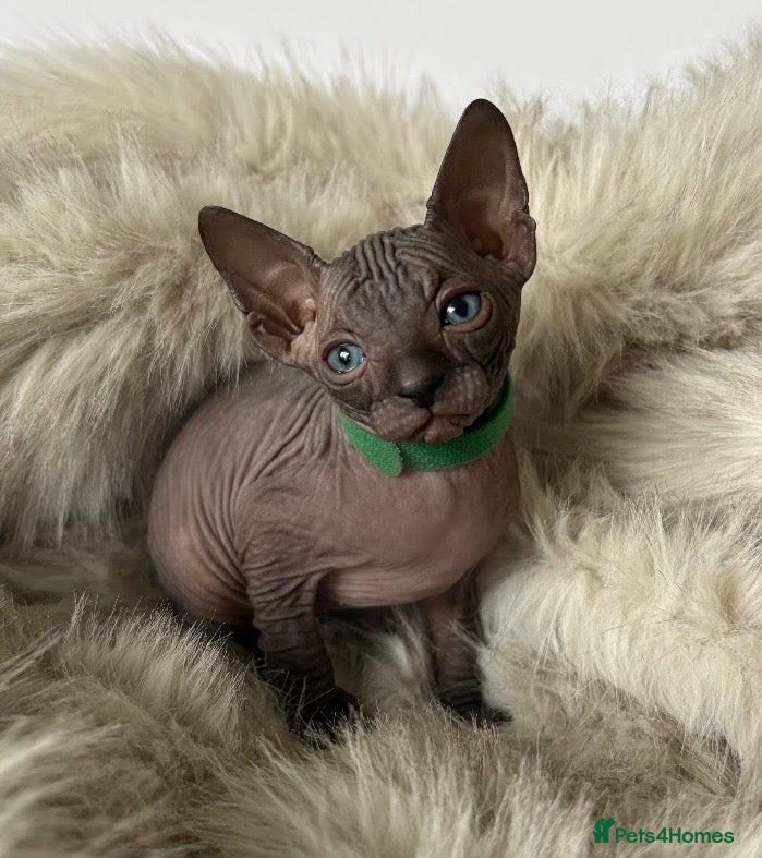 Sphynx cats 😍only 2 stunning BLUE Sphynx boys left 😍 6th may - Advert 6