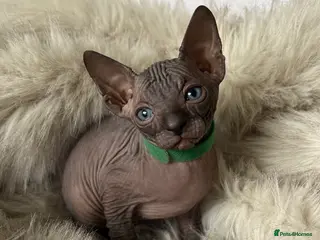 Sphynx cats 😍only 2 stunning BLUE Sphynx boys left 😍 6th may - Advert 6
