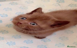 British Shorthair cats for sale: Pure cinnamon British short hair - Image 3