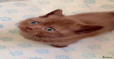 British Shorthair cats - Advert 6