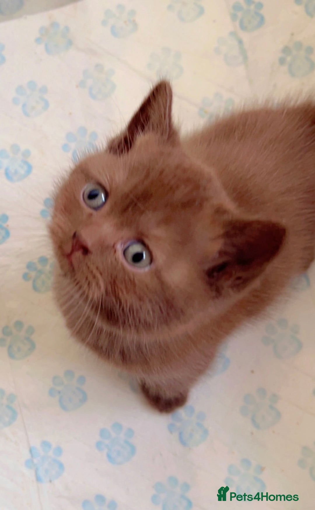 British Shorthair cats for sale: Pure cinnamon British short hair - Image 3