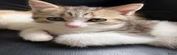 British Longhair cats for sale: British Shorthair & Longhair Kittens - Advert 9