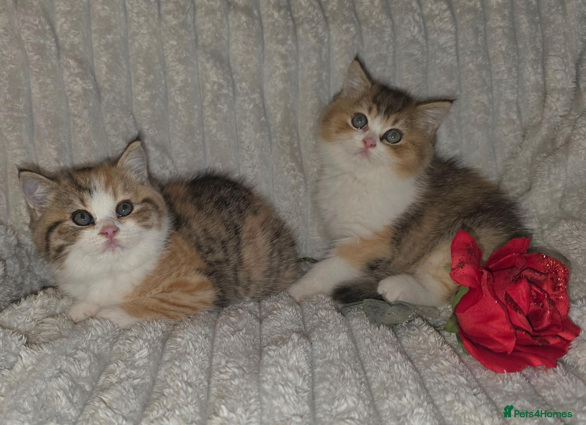 British Shorthair cats Beautiful pedigree british shorthair kittens - Advert 2