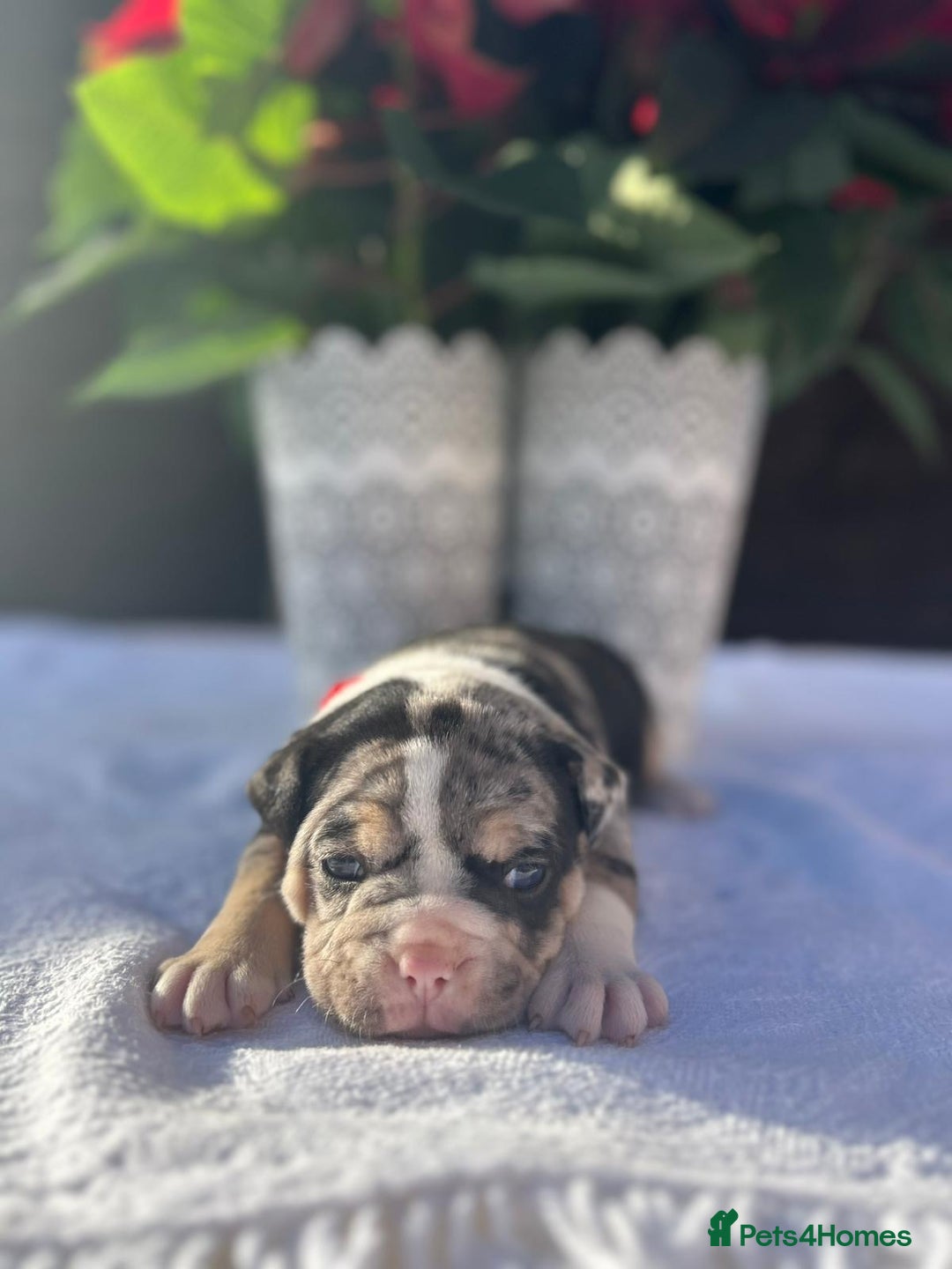 Mixed Breed dogs for sale: Old tyme bulldog x american bulldog puppies - Advert 4