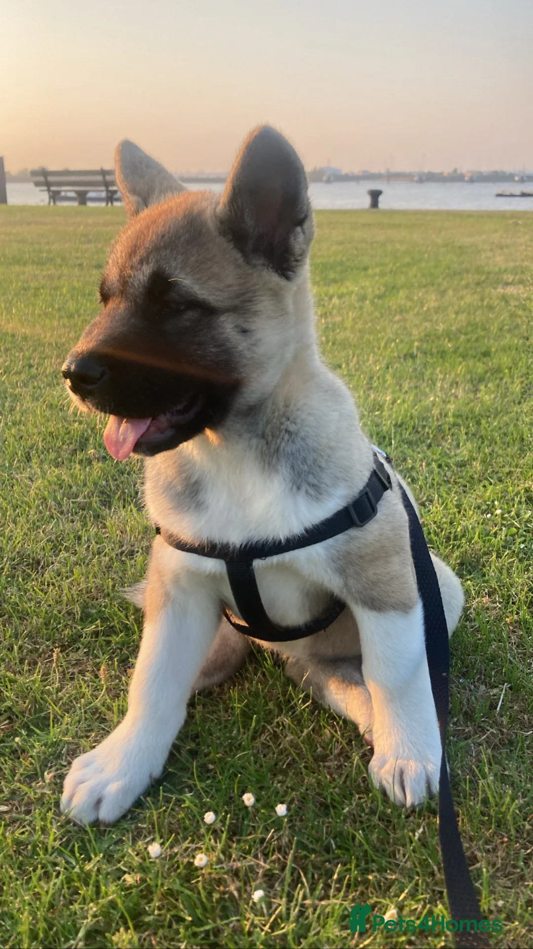 Akita dogs for sale: Akita -Loving Home Needed for My Dog  in Gravesend - Advert 6