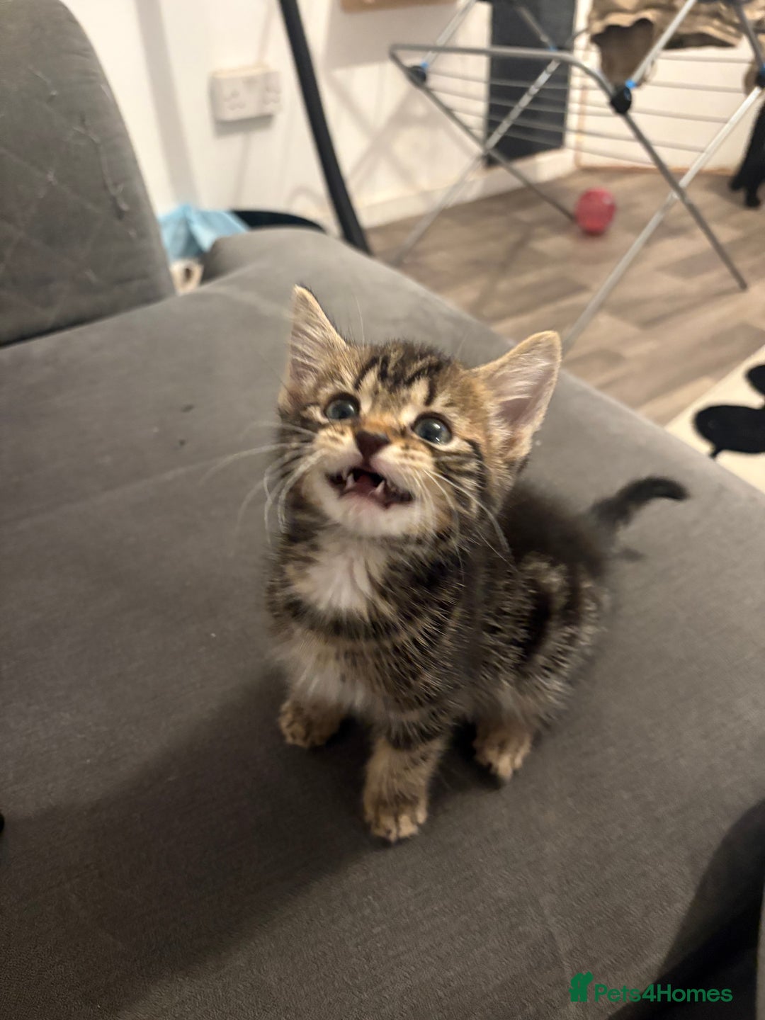 British Shorthair cats for sale: Tabby kitten - Advert 3