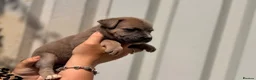 Cane Corso dogs for sale: Stunning cane corso 🐶 - Advert 30